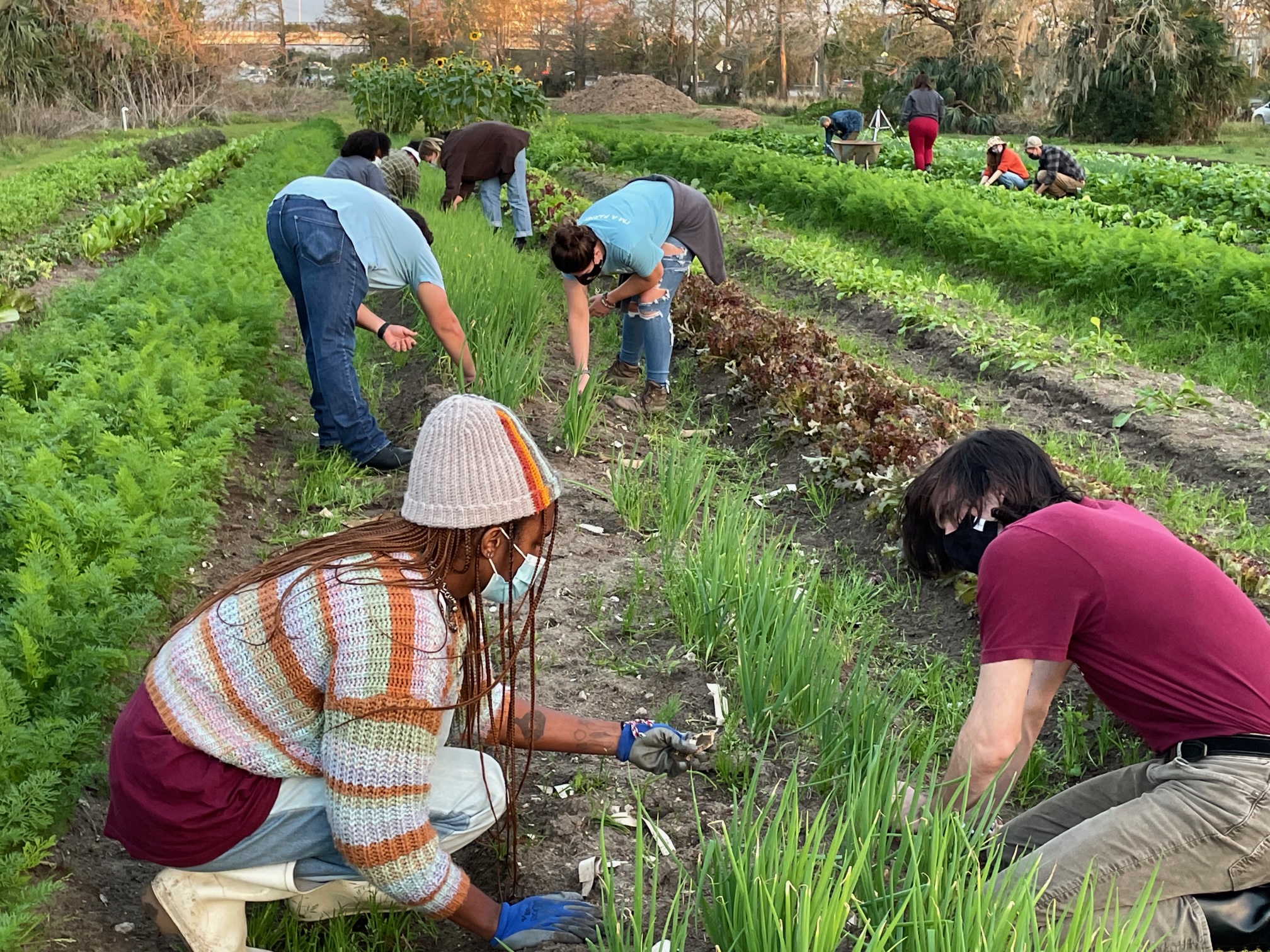 Grow Dat Youth Farm